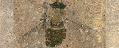 Ученые впервые исследовали содержимое желудка древней мухи