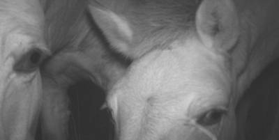 Животные рассматривают фотоловушки в Чернобыльском зоопарке – подборка смешных фото - ТЕЛЕГРАФ