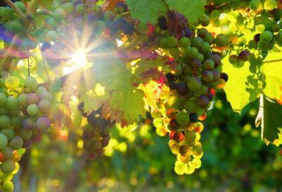 Исследователи выяснили, как моментально «улучшить» вкус вина