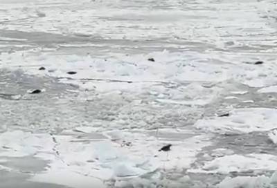 Кровь и снег: Фонд друзей балтийской нерпы показал, как размножаются дикие тюлени
