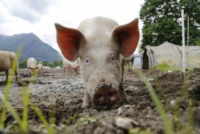 В Оренбургской области проверяют свинокомплексы на наличие инфекций