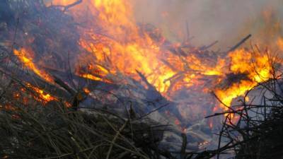 МЧС зарегистрировало первый в 2021 году лесной пожар под Хабаровском