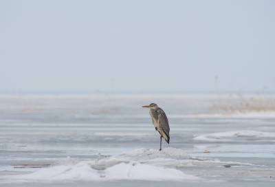 Фотограф показал одинокую цаплю, которая ждёт сородичей на побережье Финского залива