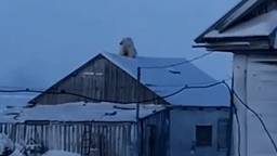 "Когда утро по-настоящему бодрое": Белый медведь залез на крышу дома и удивил полярников — видео