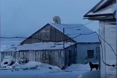 Белый медведь навестил российских полярников