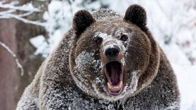 Сахалинских туристов не испугала встреча с проснувшимся медведем