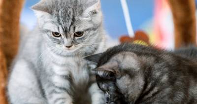 Могут ли кошки помочь при лечении почек у людей? – ответили ученые