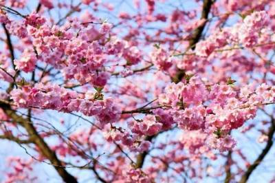 В Токио началось цветение сакуры