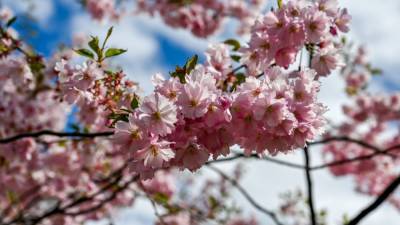 Метеорологи Японии объявили о начале цветения сакуры в Токио