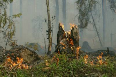 МЧС: свыше 8 тысяч населённых пунктов в России подвержены угрозе лесных пожаров