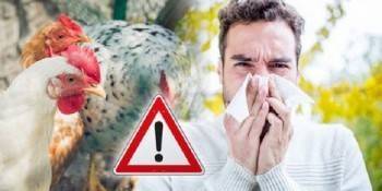 Новый вирус птичьего гриппа H1N5 может стать опасным для людей.