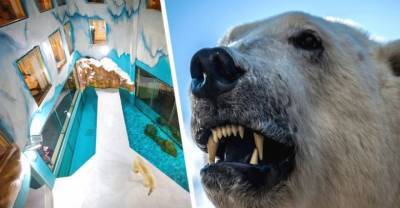 В отель к туристам подселили живых белых медведей - reendex.ru - провинция Хэйлунцзян