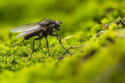 Ученые нашли древнейшую муху с полным брюшком пыльцы