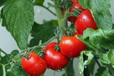 Врач назвала неожиданный вред помидоров для здоровья