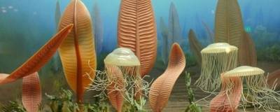 Ученые нашли сходство человека с древними существами из океана
