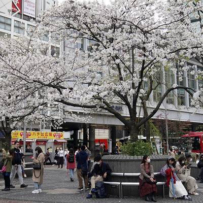 В Токио стартовал сезон цветения сакуры