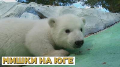 В Геленджике выхаживают белых медвежат, от которых отказалась мать — видео