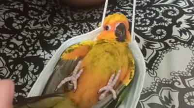 Хозяин сделал попугаю гамак из обычной маски - теперь птица оттуда не вылазит (Видео)