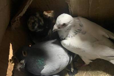 Оправдания контрабандиста: Гнался через границу за собакой и нашел два ящика голубей