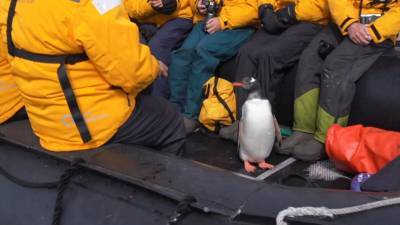 Снято в Антарктиде: пингвин запрыгнул в лодку с туристами, спасаясь от косаток