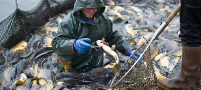 Почти половина рыбоводных участков в Карелии не имеет согласования хозяйственной деятельности