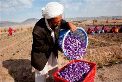 Афганистан намерен экспортировать в Узбекистан более тонны шафрана