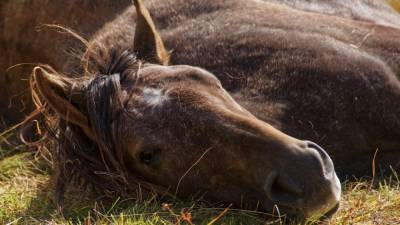 Зоозащитники разыскивают убийц трех лошадей в Иркутской области