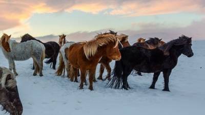 Браконьеры убили трех лошадей в Усть-Кутском районе