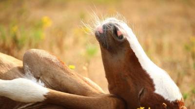 Жители Иркутской области сообщили об убийстве трех лошадей