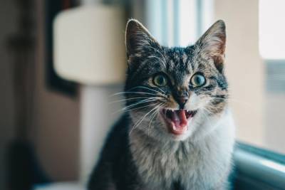Роскачество заявило о нехватке витаминов во влажных кормах для кошек