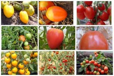 Сибирские томаты для открытого грунта