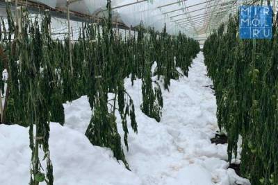 В Карабудахкентском районе снегопад нанес ущерб 110 га теплиц
