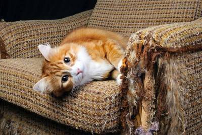 Как отучить кошку драть мебель когтями? Вот 2 простых способа