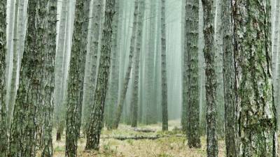 Деревья изменяют жизненные стратегии в зависимости от внешних факторов
