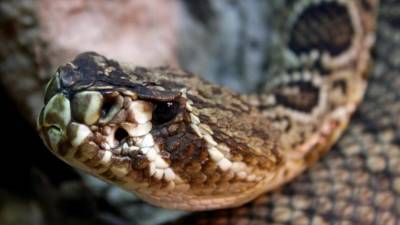 Змеи в московских лесах могут проснуться через месяц