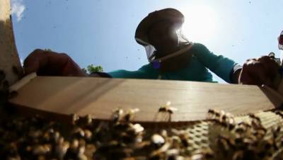 В Башкирии «умные ульи» будут следить за пчелами онлайн