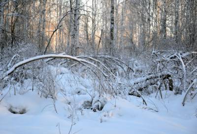 Житель Петергофа обнаружил труп, прикрытый снегом