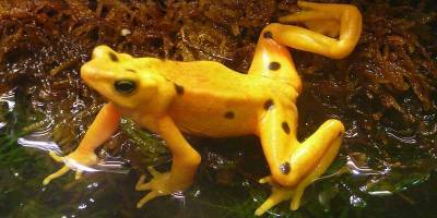 Британским ученым удалось вывести в неволе панамских жаб-арлекинов Atelopus varius - фото, видео - ТЕЛЕГРАФ