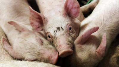 В Магадане обнаружены заражённые африканской чумой свиньи