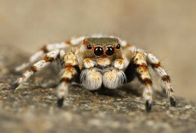 Биолог прокомментировал существование мифа о съеденных во сне пауках
