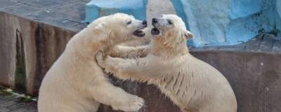 Новосибирцы просят не продавать в Китай белых медведей Норди и Шайну