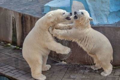 Новосибирцы выступили против продажи белых медвежат Норди и Шайны