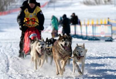 Гонка на собачьих упряжках "Берингия" финишировала на Камчатке