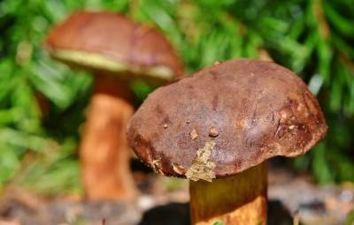 Медики назвали целительные свойства грибов