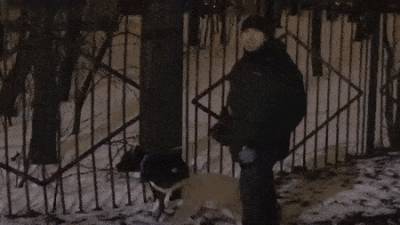 "Это не повод, чтобы выпрыгнуть": владелец стаффордов не нашёл связи между укусом его собак и падением школьницы из окна — видео