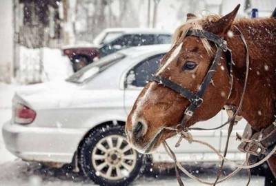 Почему мощность автомобильных двигателей измеряется в "лошадях": кто придумал этот термин