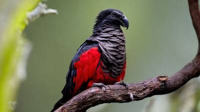 Редкие «попугаи-Дракулы» вылупились в Московском зоопарке