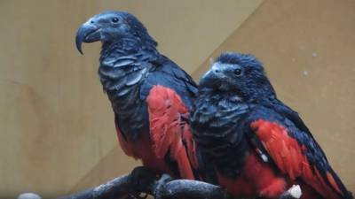 Редкий вид попугаев из Новой Гвинеи появился в Московском зоопарке