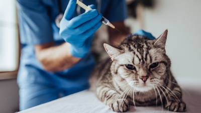 Чтобы не болели домашние питомцы. График вакцинации собак и кошек против бешенства и осмотр на микроспорию