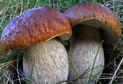 Медики назвали полезные свойства грибов